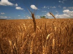 La idea de eliminar el gluten de nuestra dieta proviene de una moda que no se sustenta en evidencia científica. AFP/ARCHIVO