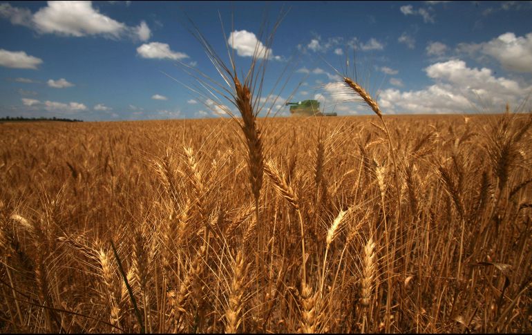 La idea de eliminar el gluten de nuestra dieta proviene de una moda que no se sustenta en evidencia científica. AFP/ARCHIVO