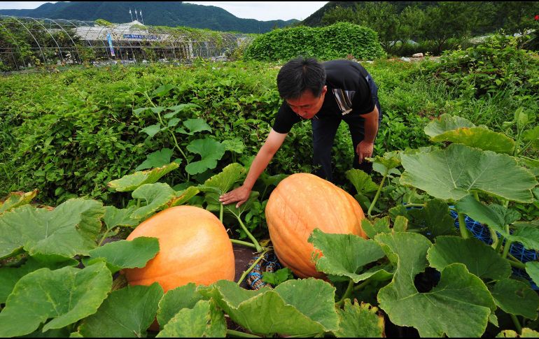 Te recomendamos algunos de los mejores productos de esta temporada. EFE/ ARCHIVO