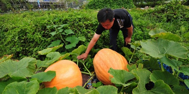 Llegan las frutas y verduras de oto&ntilde;o