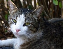 El país está tomando medidas estrictas para contener nuevos brotes del coronavirus. NTX / ARCHIVO