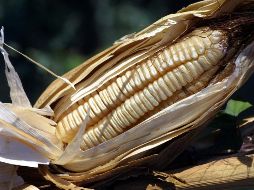La gastronomía mexicana va unida con la domesticación del maíz. INFORMADOR/ARCHIVO
