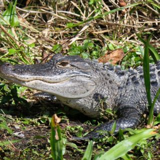 Viral: Hombre atrapa a cocodrilo ¡con un contenedor de basura!