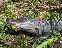 El video donde un hombre improvisa un método para atrapar a un cocodrilo se volvió viral. PEXELS