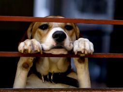 El Senado de la República alista una iniciativa que busca proteger el bienestar animal, sancionar más severamente el maltrato animal y establecer en la ley la diferencia entre animales de compañía para consumo humano y de trabajo. AP / ARCHIVO