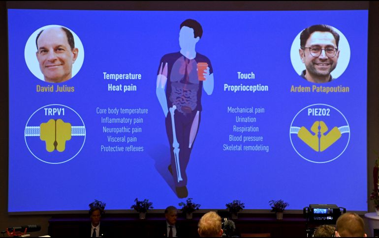 El premio fue para David Julius y Ardem Patapoutian, ya que su trabajo es útil para la investigación de muchos tratamientos, sobre todo para el dolor crónico. AP / J. Nackstrand