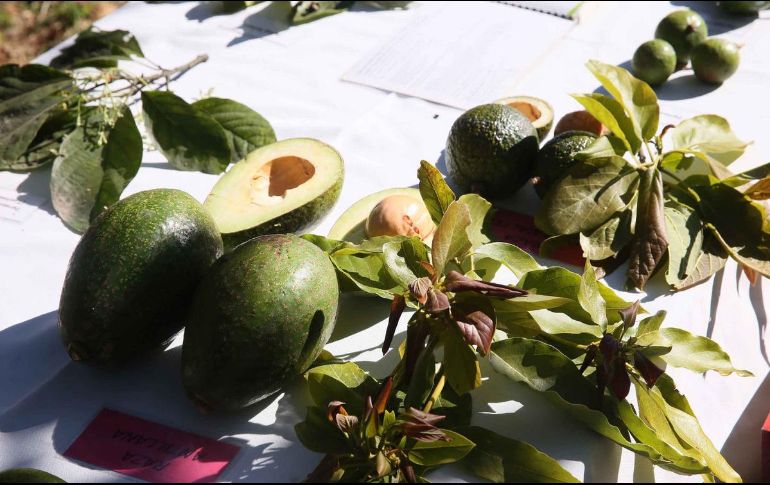 Buscan el acercamiento con agricultores locales y de la región sureste de Jalisco para acortar tiempos en inspección de frutas, verduras y leguminosas. NTX/ARCHIVO