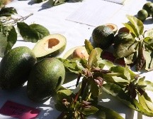 Buscan el acercamiento con agricultores locales y de la región sureste de Jalisco para acortar tiempos en inspección de frutas, verduras y leguminosas. NTX/ARCHIVO