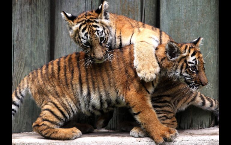 Cachorros de tigre de Bengala en su recinto en el Zoológico de Guadalajara. AFP/U. Ruiz