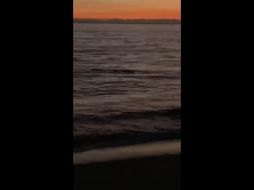 En las imágenes apenas y se alcanza a ver la forma del cocodrilo dentro del mar, porque las condiciones son oscuras. ESPECIAL