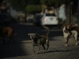 El veterinario también se declaró culpable de cargos de pornografía infantil. EL INFORMADOR/ARCHIVO