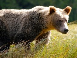 Además de recibir la sentencia de cárcel, la acusada tendrá que pagar una multa de mil dólares. Foto de Anna Tremewan en Unsplash