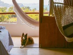 Encontrarás espacios bien adaptados para que tu lomito lo pase bomba en su descanso mutuo. ESPECIAL