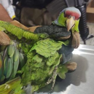 Rescatan en El Baratillo aves de especies protegidas