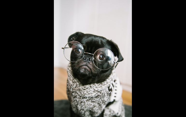 Los perros: Fieles, nobles e incondicionales / Photo by Charles Deluvio on Unsplash