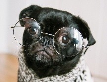 Los perros: Fieles, nobles e incondicionales / Photo by Charles Deluvio on Unsplash