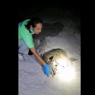 Viral: Comparte video y denuncia atropellamiento de tortugas en playas de Sonora