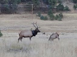 El animal perdió peso al ser retirada la llanta. AP