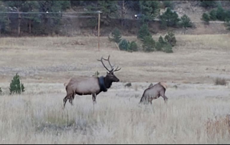 El animal perdió peso al ser retirada la llanta. AP