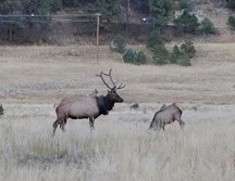 El animal perdió peso al ser retirada la llanta. AP