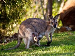 Crueldad animal. Los jóvenes que presuntamente ocasionaron la muerte a 12 canguros y dos crías, podrían enfrentar 5 años de prisión. Pixabay