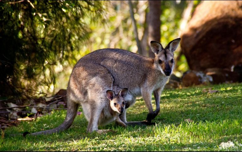 Crueldad animal. Los jóvenes que presuntamente ocasionaron la muerte a 12 canguros y dos crías, podrían enfrentar 5 años de prisión. Pixabay