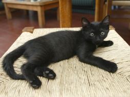 Nos podemos apoyar de las leyes contra el maltrato animal, y las asociaciones que defienden y protegen a todos los animales no humanos. EL INFORMADOR / ARCHIVO