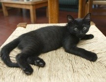 Nos podemos apoyar de las leyes contra el maltrato animal, y las asociaciones que defienden y protegen a todos los animales no humanos. EL INFORMADOR / ARCHIVO