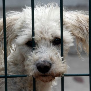 Denuncian muerte de "Boby", el perro arrastrado desde una camioneta