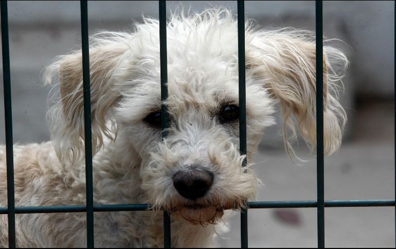 El evento ocasionó a 