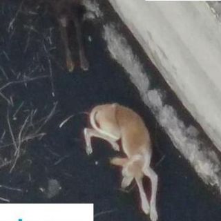 Volcán de La Palma: Perros quedan aislados por la lava