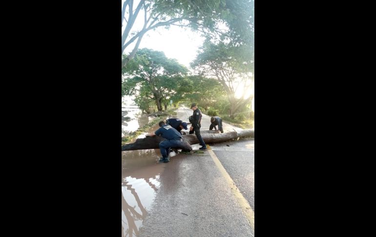 Autoridades realizan el levantamiento de árboles caídos y estructuras colapsadas. FACEBOOK/SSPCNay