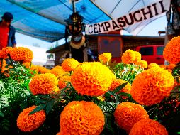 El mayor cultivo de flores de cempasúchil es una muestra más de que, por fin, México podrá de nuevo volver a honrar a sus fallecidos sin limitaciones. EFE / C. Ramírez