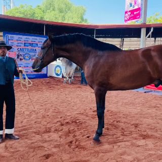 Con botas y cubrebocas, están todos invitados a la Expo Ganadera 2021