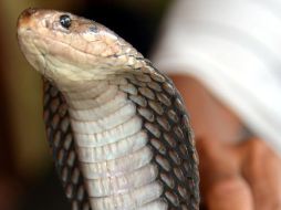 El manipulador de serpientes que vendió la cobra a Kumar e incluso lo entrenó para que supiera manejar al animal, también fue detenido. AFP / ARCHIVO