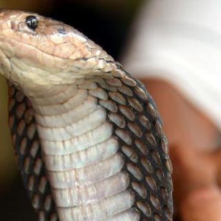 ¡De novela! Hombre usa cobra para asesinar a su esposa