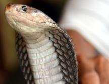 El manipulador de serpientes que vendió la cobra a Kumar e incluso lo entrenó para que supiera manejar al animal, también fue detenido. AFP / ARCHIVO