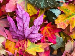 Disfruta del otoño. ESPECIAL/Photo by Jeremy Thomas on Unsplash.