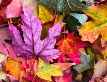 Disfruta del otoño. ESPECIAL/Photo by Jeremy Thomas on Unsplash.