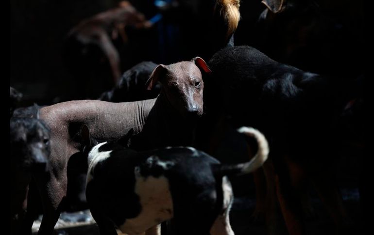 Se cree que el xolo se originó hace dos mil años en el occidente de México. EFE/S. Gutiérrez