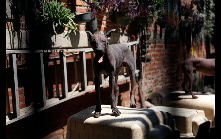 Se cree que el xolo se originó hace dos mil años en el occidente de México. EFE/S. Gutiérrez