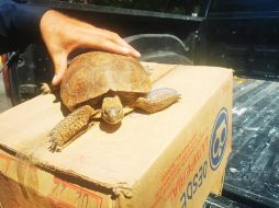 La tortuga de aproximadamente 30 años de edad, fue llevado al Centro Metropolitano de Conservación de Vida Silvestre ubicado en el Parque Agua Azul. ESPECIAL /