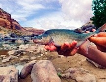 La construcción de presas perjudicó el hábitat de dicha especie. AP/ T. Francis