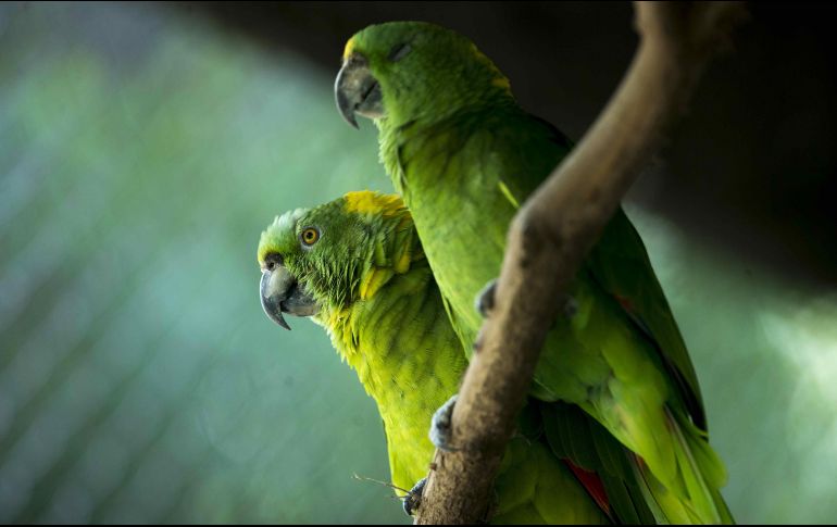 Los episodios se encuentran disponibles en plataformas de streaming como Spotify. EFE/ARCHIVO