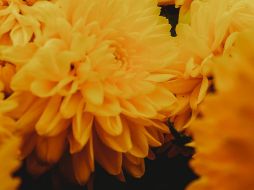 UNSPLASH/ ROBERTO CARLOS ROMÁN