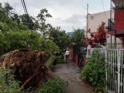 Tres árboles cayeron debido a la fuerza de la lluvia. ESPECIAL/Bomberos GDL