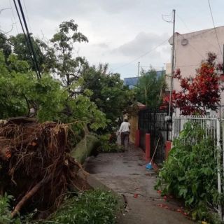 Lluvia con granizo deja cuatro zonas inundadas en Guadalajara y tres árboles caídos