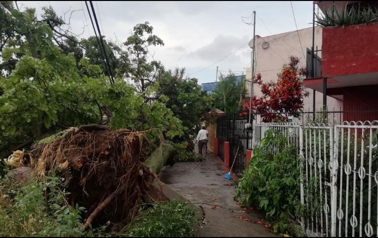 Tres árboles cayeron debido a la fuerza de la lluvia. ESPECIAL/Bomberos GDL