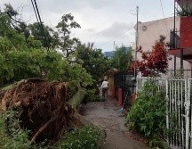 Tres árboles cayeron debido a la fuerza de la lluvia. ESPECIAL/Bomberos GDL