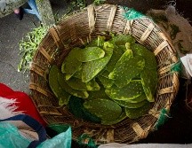 Visita el Tour del Nopal en Salamanca, Guanajuato. NOTIMEX.